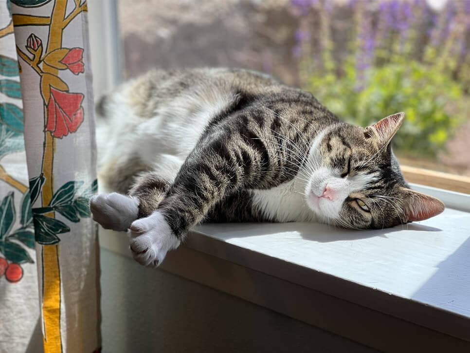 Jenn's cat, Ted, makes for a good, if somewhat demanding, work-from-home buddy